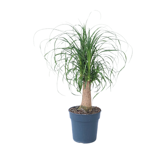Pata De Elefante - Beaucarnea 'recurvata' - Altura 60-70cm - ⌀21cm