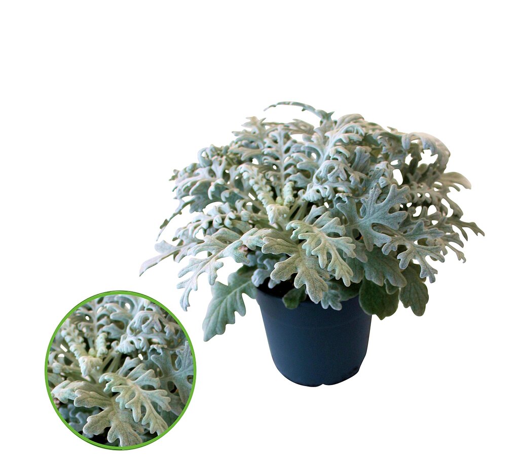 Cineraria Maritima M13 30cm_0