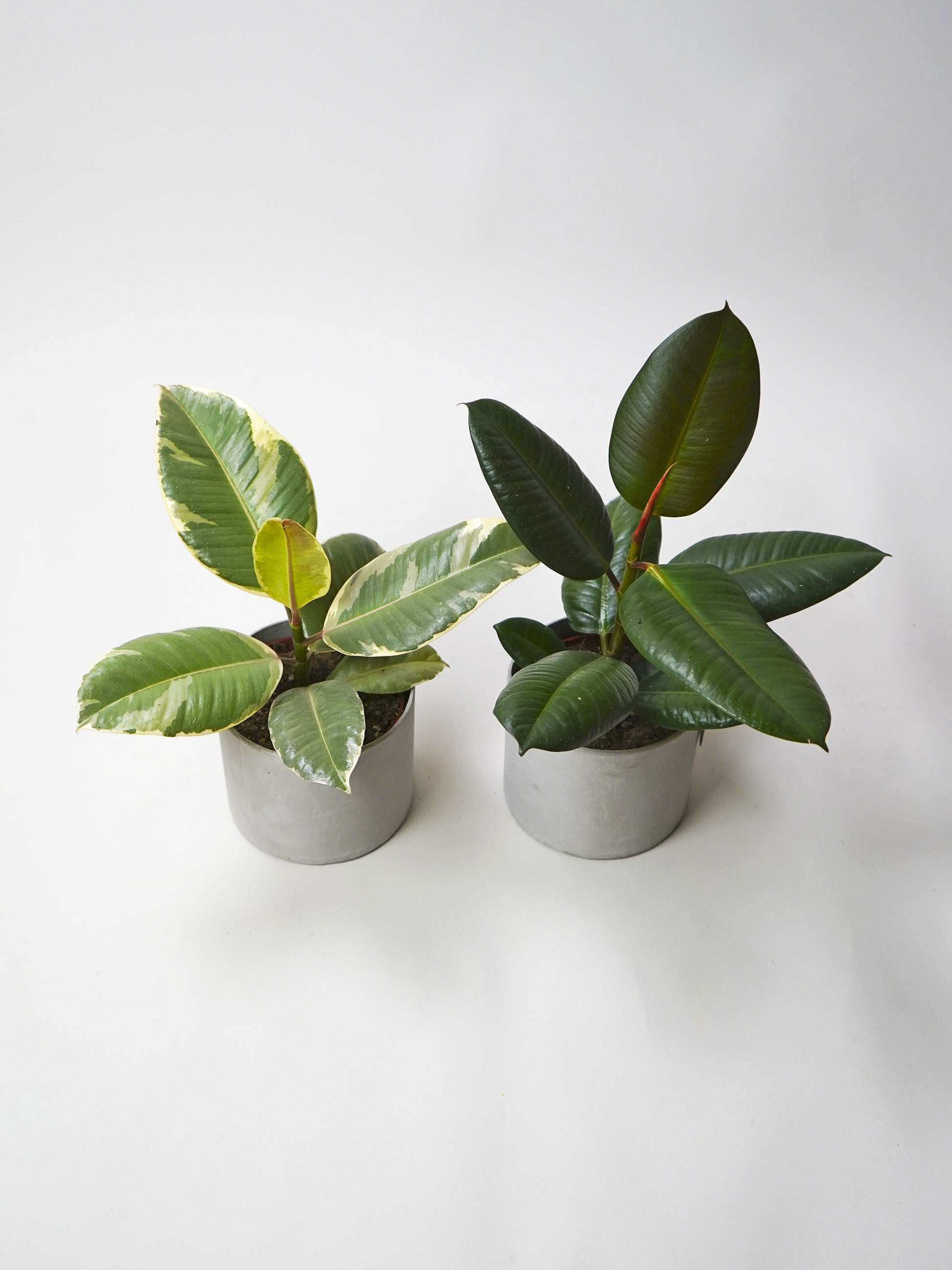 Pack Ficus