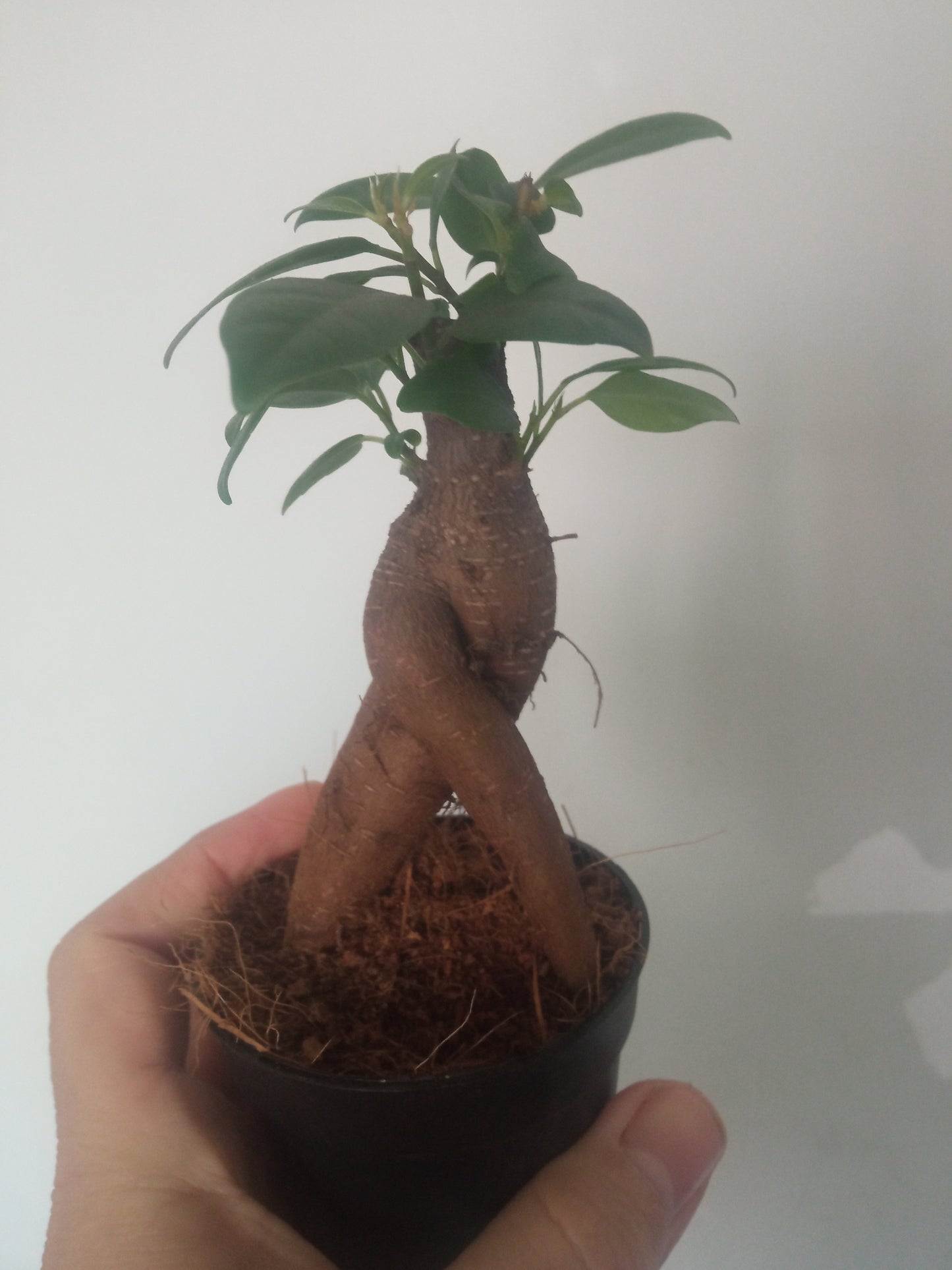 Ficus Ginseng SURTIDO Planta Bonsai Terrario Interior Ø6