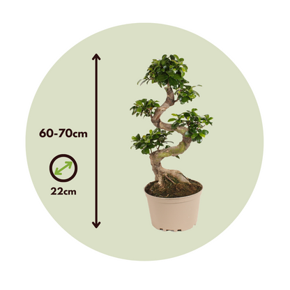 Laurel De Indias - 2 Pzs - Ficus Microcarpa 'ginseng' - Altura 60-70cm - ⌀22cm_2
