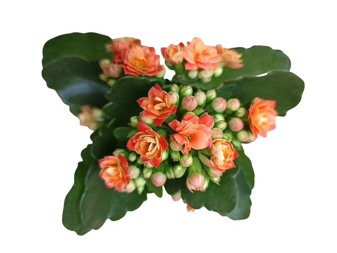 Kalanchoe Flor Naranja Mini Ø6 Planta De Interior_0