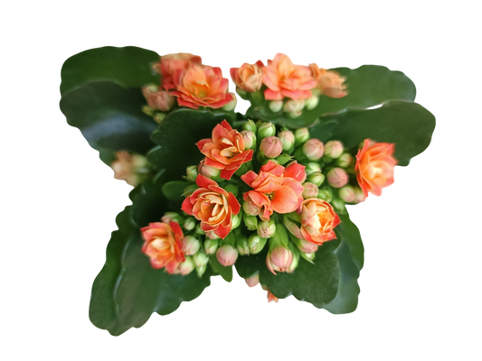 Kalanchoe Flor Naranja Mini Ø6 Planta De Interior_0