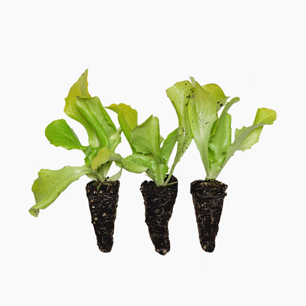 Plantón Lechuga Trocadero - PlantaBo.