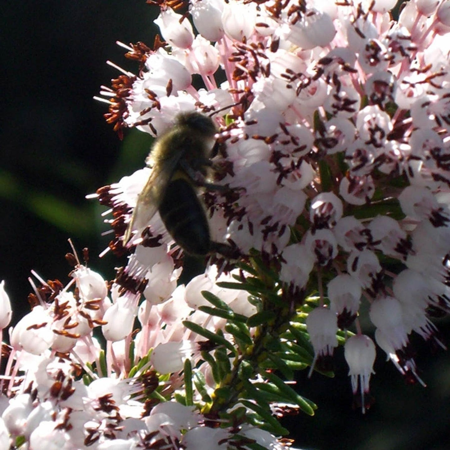 Miel de Brezo Ecológica Bona Mel, 450 g