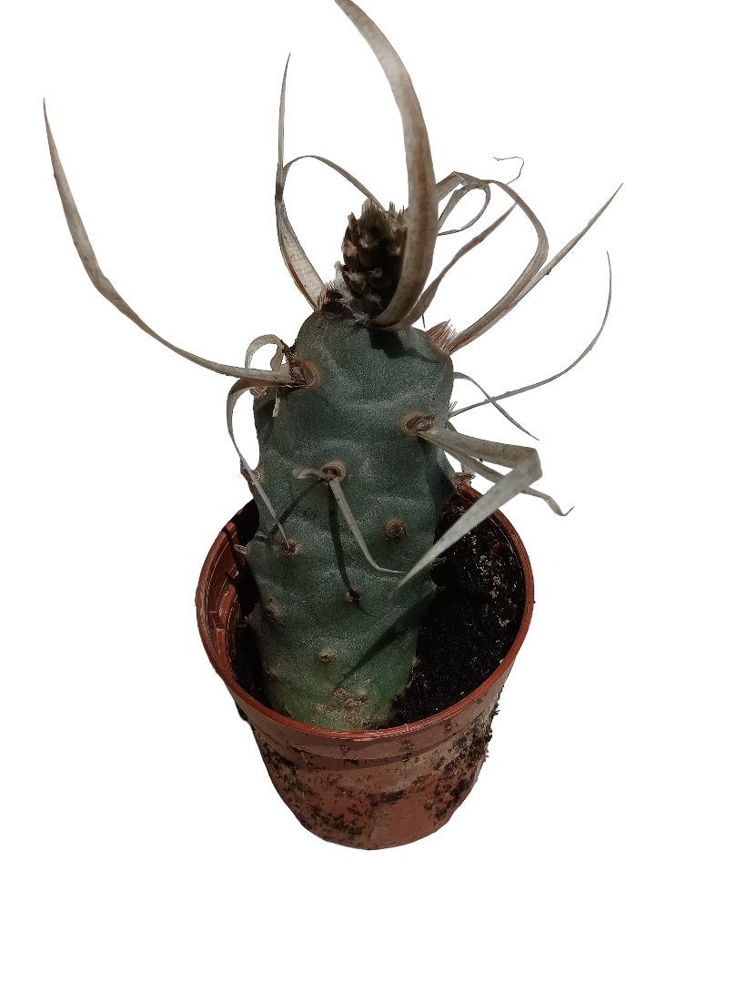 Cactus Tephrocactus Papirocantus Planta De Sol Ø5_0