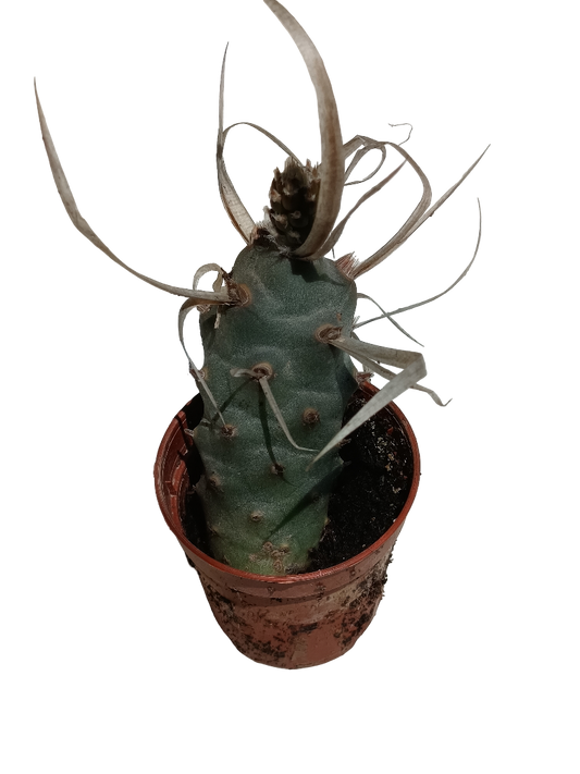 Cactus Tephrocactus Papirocantus Planta De Sol Ø5