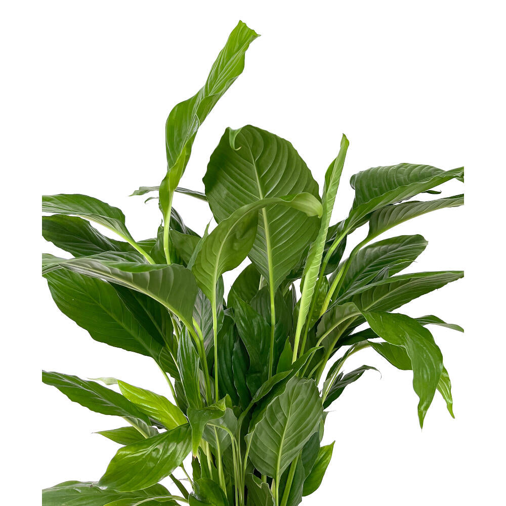 Spathiphyllum Chopin M21 90cm (cuna De Moisés)_1