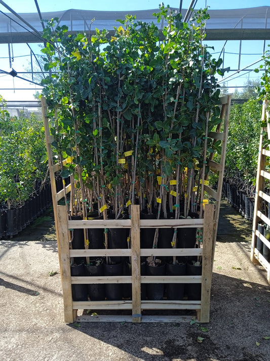 PALET 85 PLANTAS DE PISTACHO_0