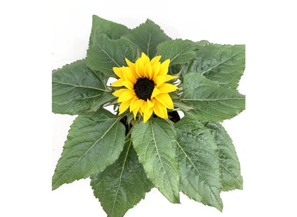 Girasol M14 (helianthus Annuus)_1