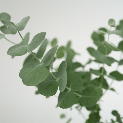 Eucalipto - 4 Pzs - Eucalyptus 'pulverulenta' - Altura 25-40cm - ⌀12cm