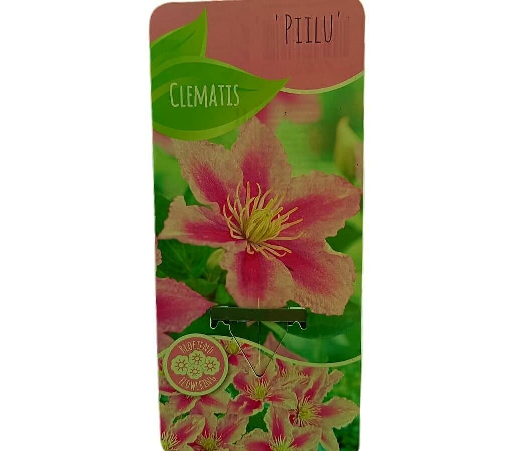 Clematis Piilu M14_0