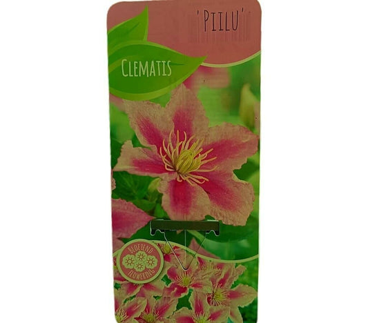 Clematis Piilu M14_0
