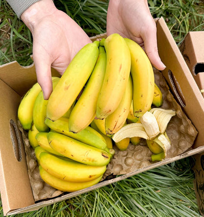 Caja De Plátanos De Canarias Tropitop Caja De 15kg_2