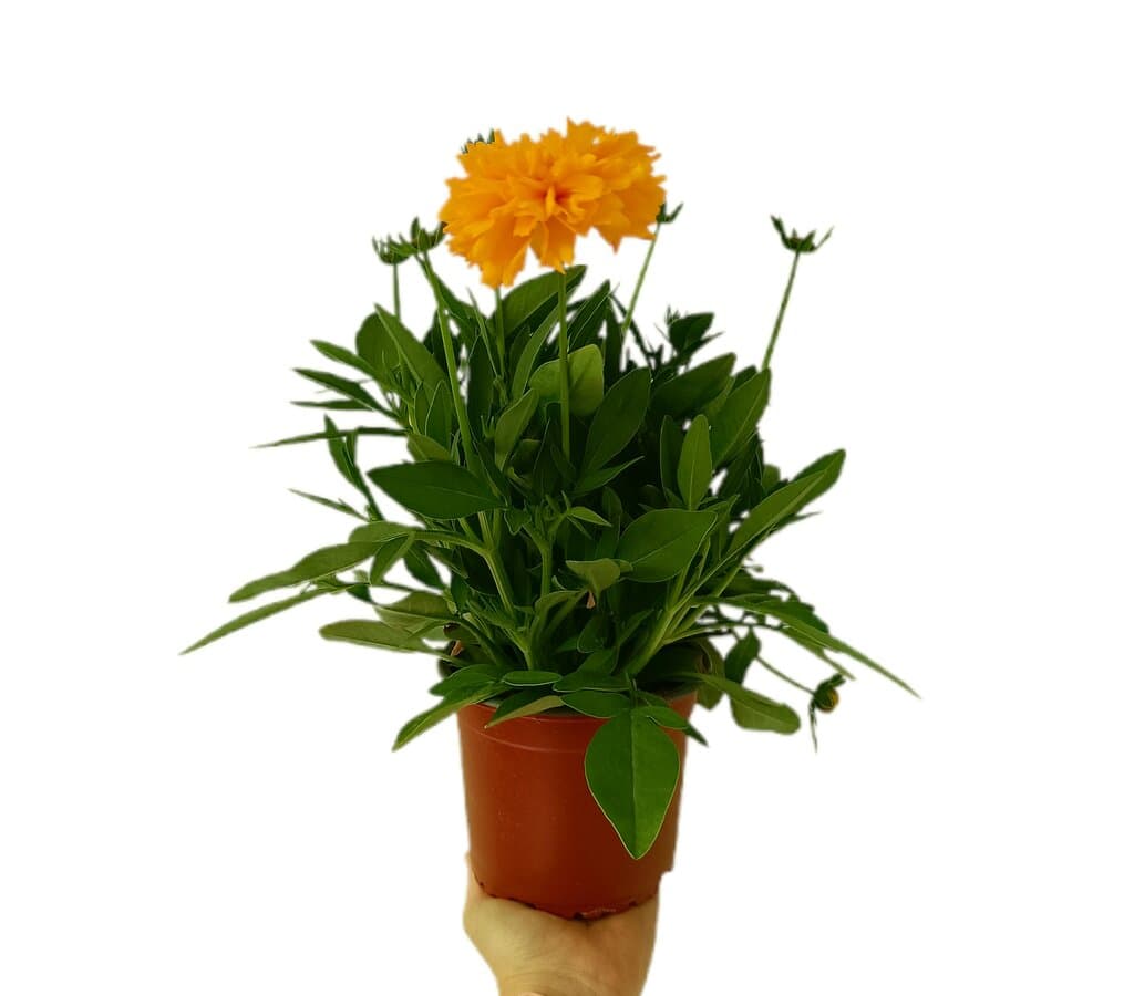Coreopsis M14_0