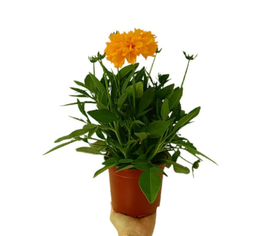 Coreopsis M14_0