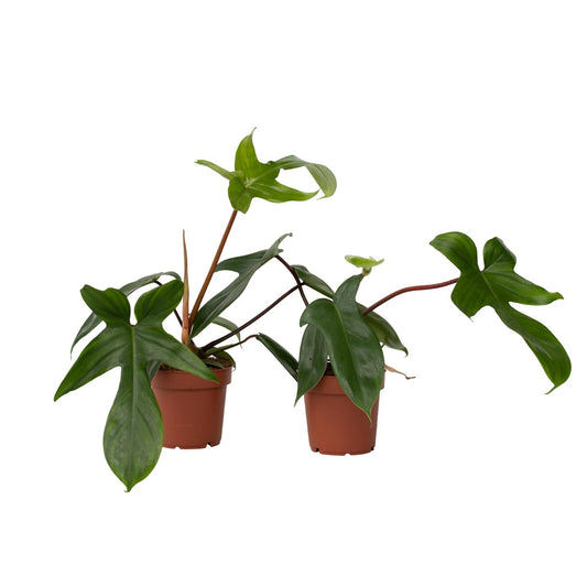Filodendro - 2 Pzs - Philodendron 'florida Green' - Altura 20-30cm - ⌀12cm