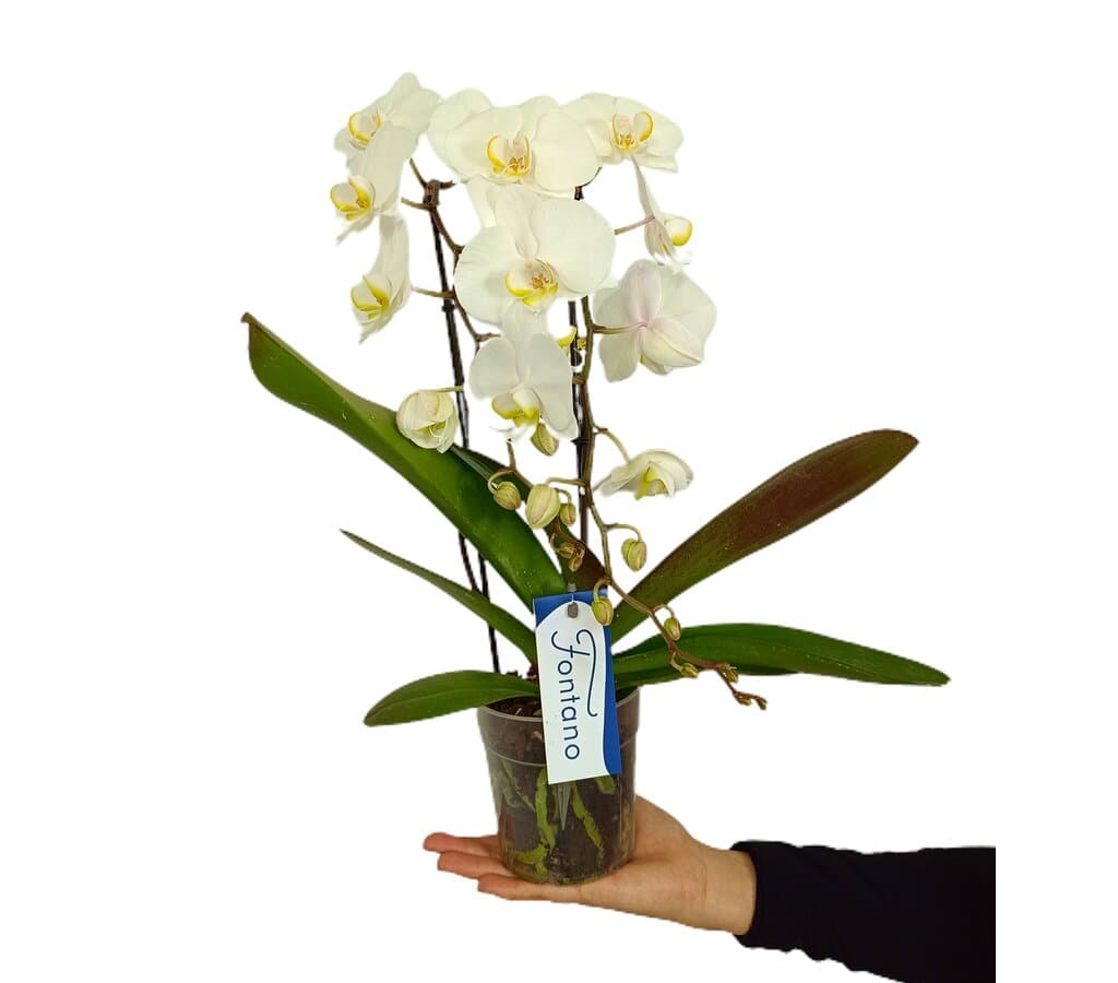 Orquídea Phalaenopsis Fontano M12_0