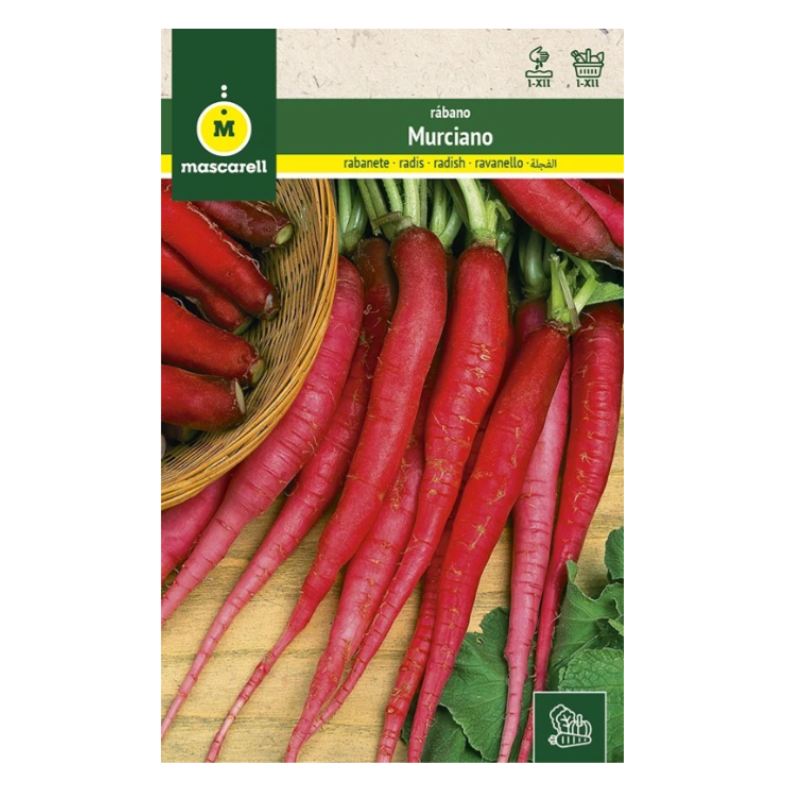 Semillas Rabanito Largo (rábano Murciano)_0
