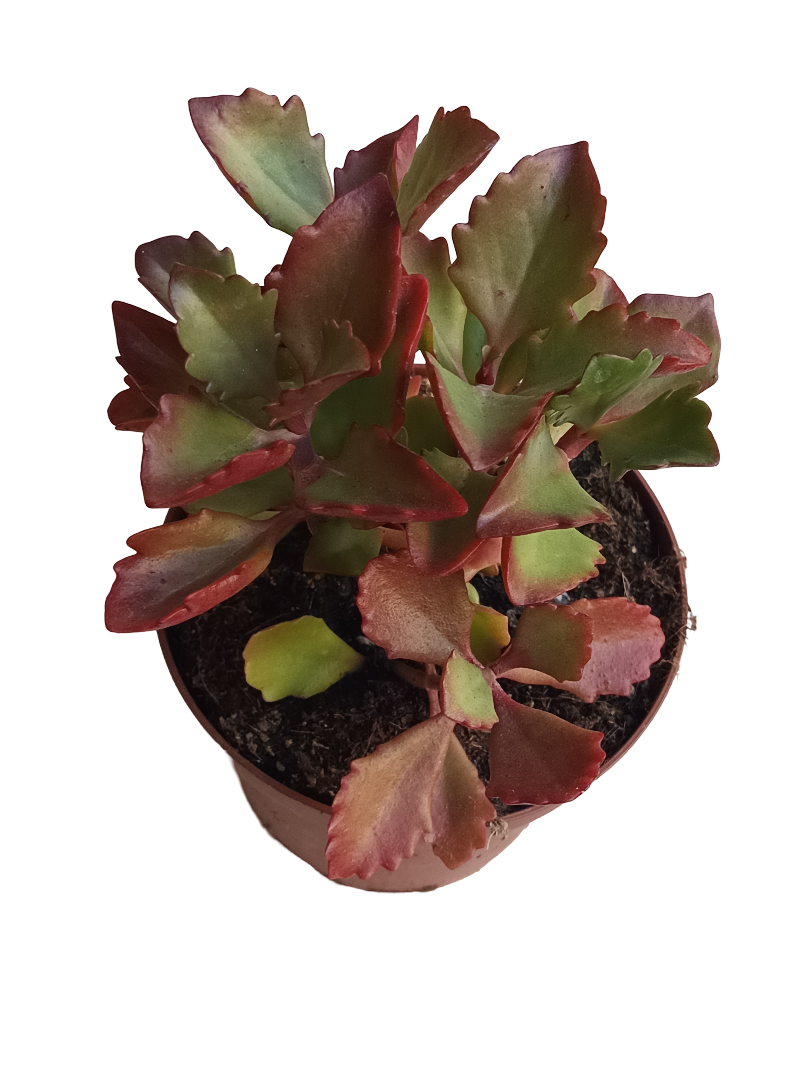 Kalanchoe Rubinea Planta Suculenta de SOL Ø13