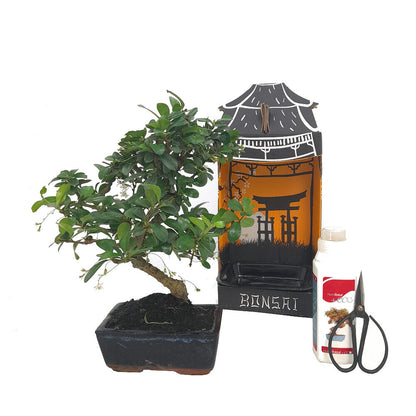 Pack Iniciación Bonsai Carmona 6 Años Incluye Tijeras Y Abono_0