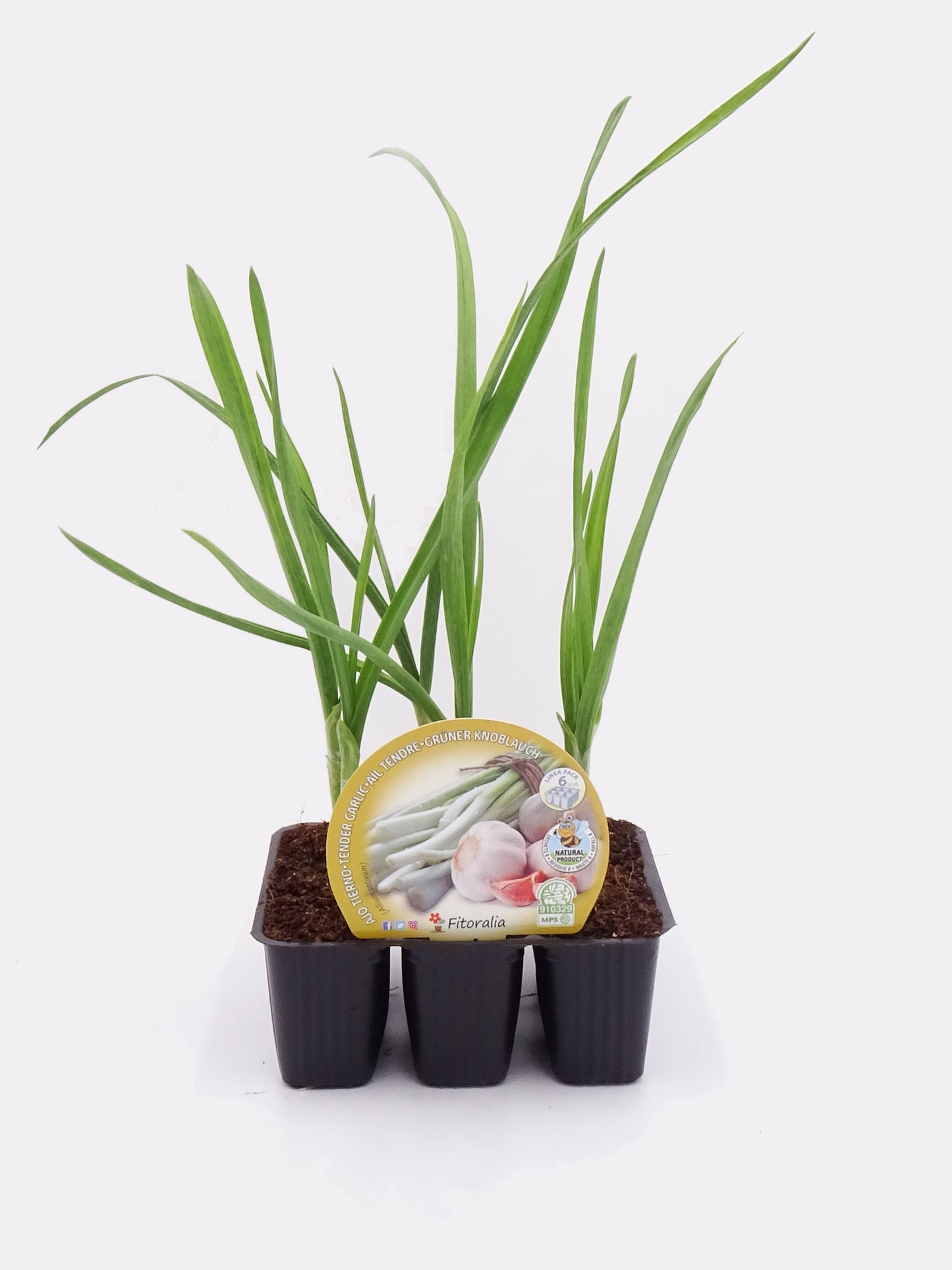 Pack Plantones Ajos 6 Ud. Natural - Fitoralia