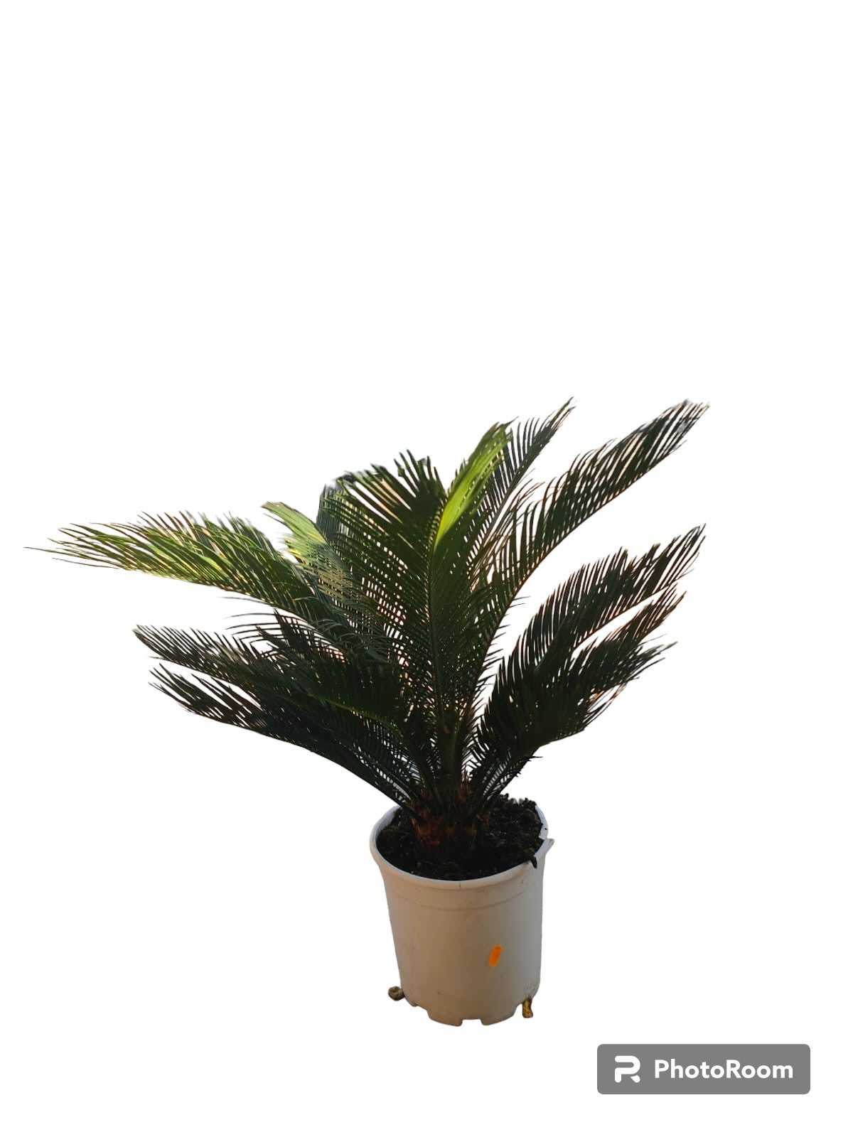 Cyca Revoluta Maceta_0