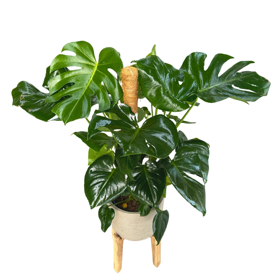 Monstera Deliciosa O Costilla De Adán En Tutor 0,80m M20