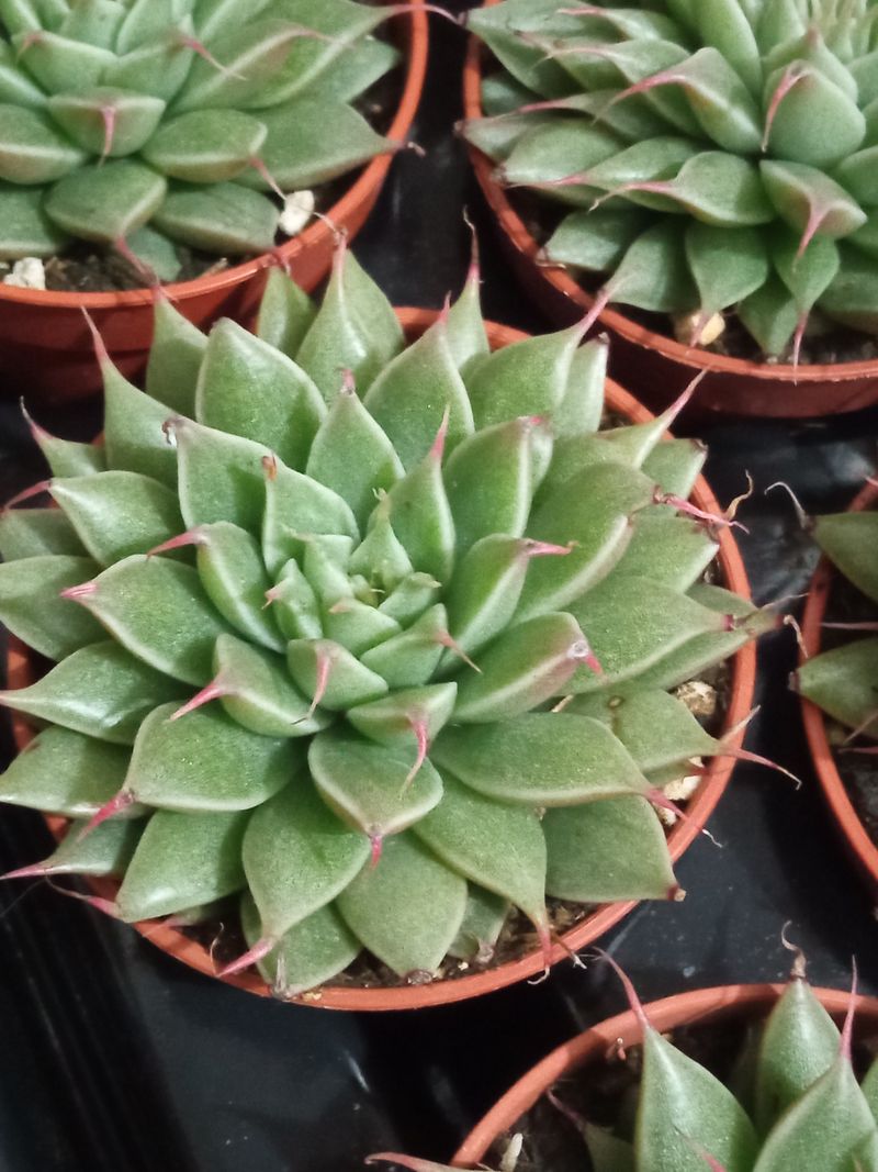 Graptopetalum Filliferum Plantas Suculentas Nuevas_0