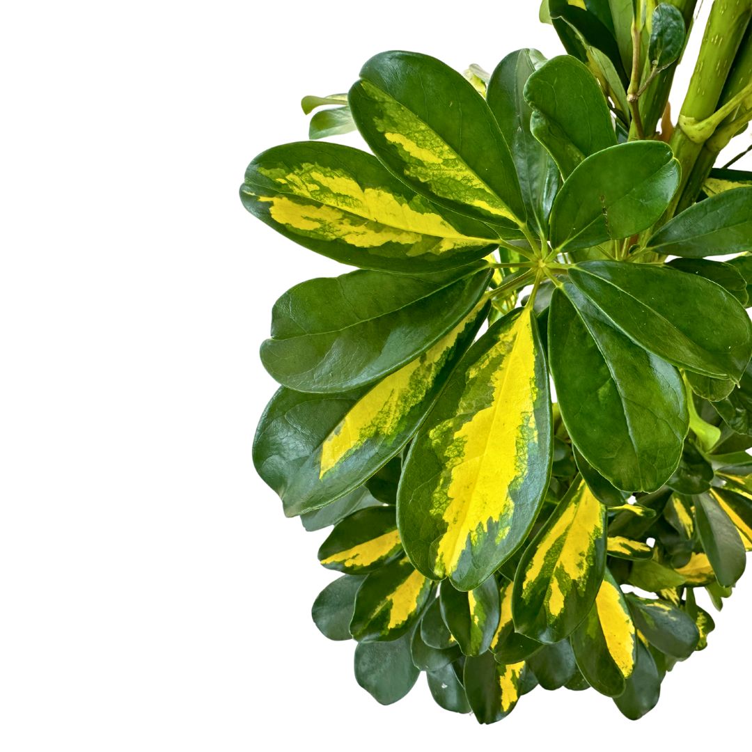 Schefflera Gold Capela Planta De Exterior Con Fuerte Resistencia M17_1