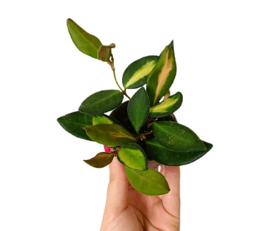 Hoya Burtoniae Variegata M6_0
