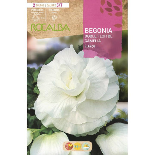 Bulbo Begonia doble blanca 2 unidades (5/7)