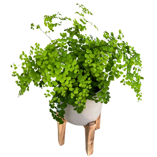 Helecho Adiantum O Helecho Culantrillo La Variedad Más Fina De Los Helechos M13_0