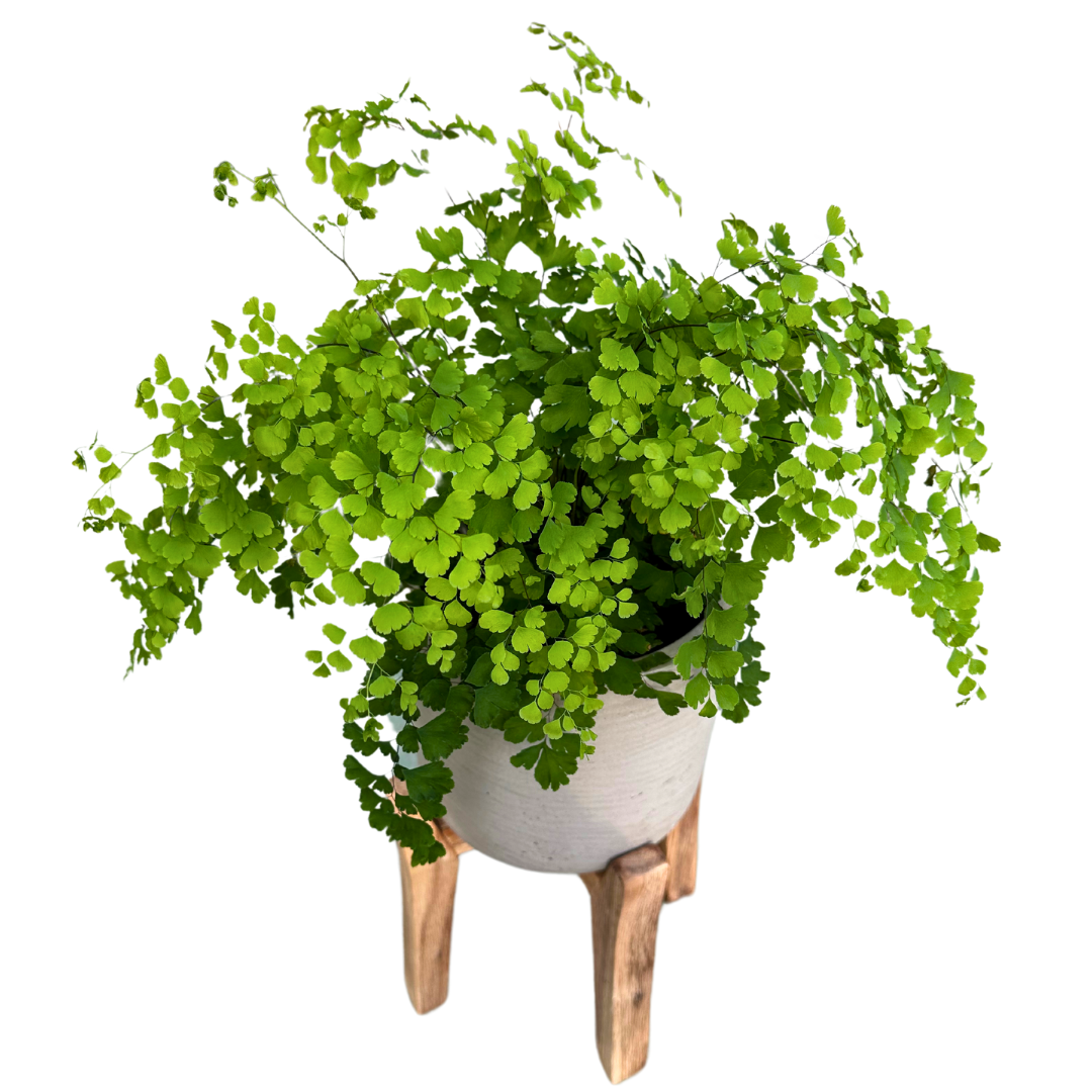 Helecho Adiantum O Helecho Culantrillo La Variedad Más Fina De Los Helechos M13