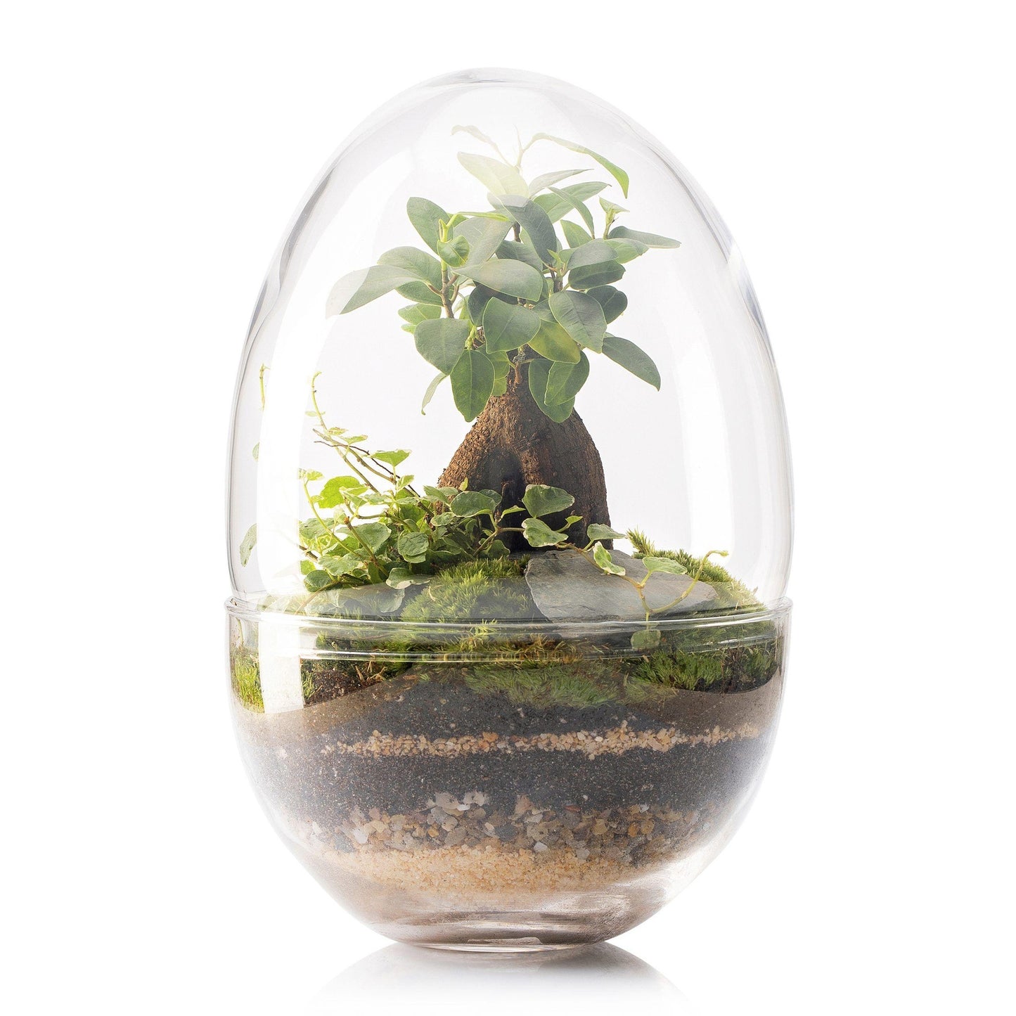 Terrario Erawa Ficus Retusa Ø8 x 28 cm