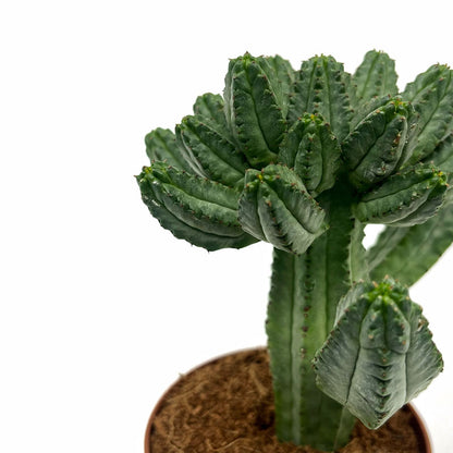 Euphorbia Tubiglans Cactus Y Suculentas M8,5 cm Ø_2