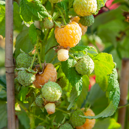 Frambueso - 6 Pzs - Rubus Idaeus 'fallgold' - Altura 25-40cm - ⌀9cm_1