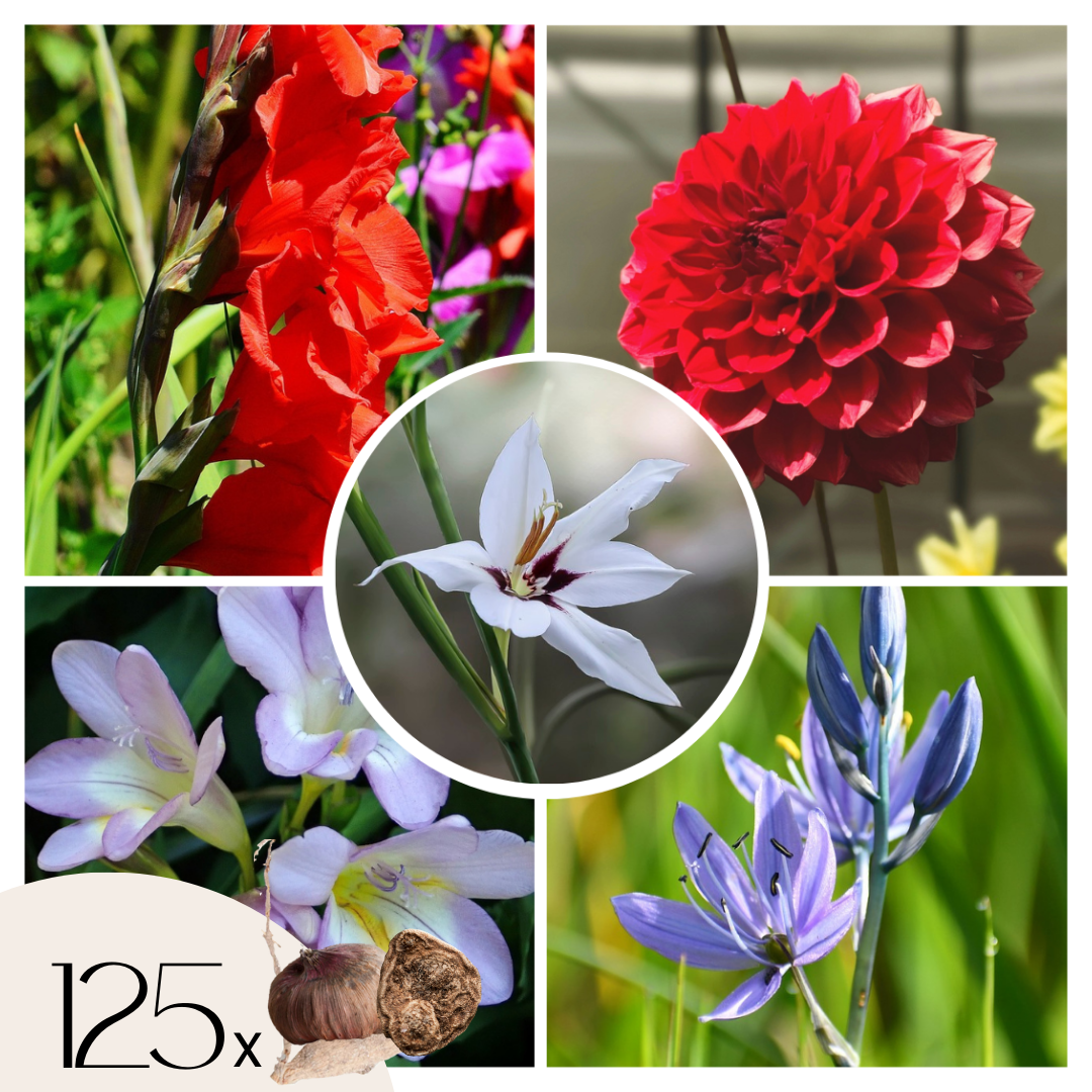 Mezcla De Gladiolos - 125 Pzs - Gladiolus Dahlia Freesia - Bulbos De Flores_0