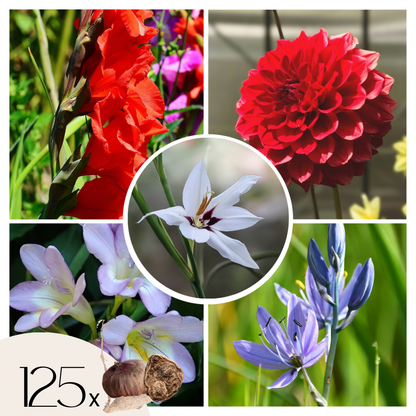 Mezcla De Gladiolos - 125 Pzs - Gladiolus Dahlia Freesia - Bulbos De Flores_0
