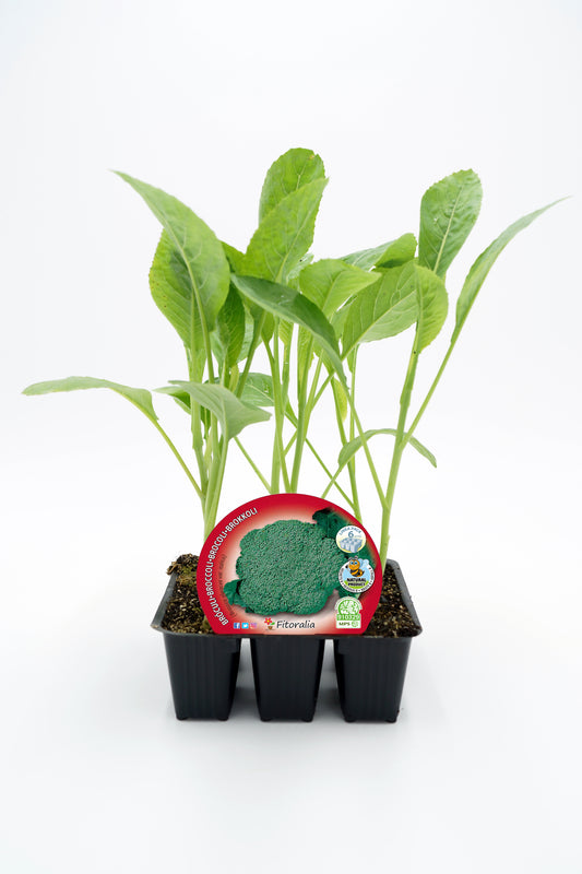 Pack Plantones Brócoli 6 Ud. Natural - Fitoralia