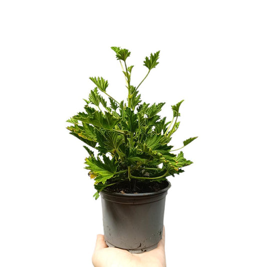 Pelargonium Citrodorum M11_0