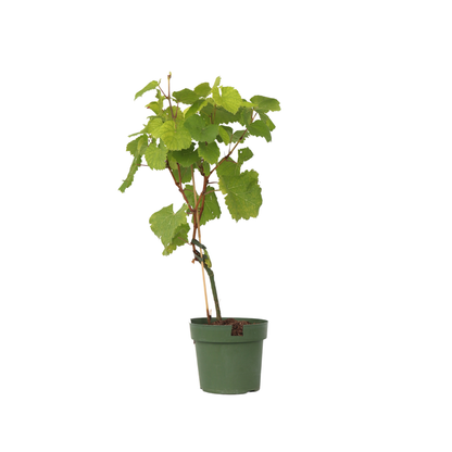 Planta De Uva - Vitis Vinifera ‘vanessa’ - Altura 60-75cm - ⌀21cm