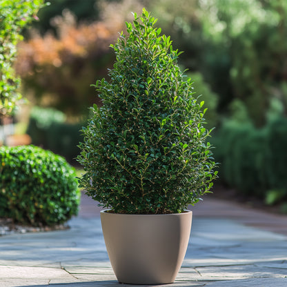 Acebo Crenata - Ilex Crenata 'jenny' - Altura 55-65cm - ⌀21cm