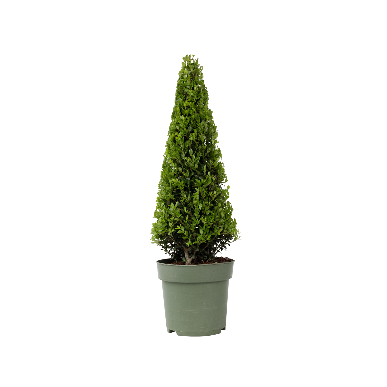 Acebo Crenata - Ilex Crenata 'jenny' - Altura 55-65cm - ⌀21cm