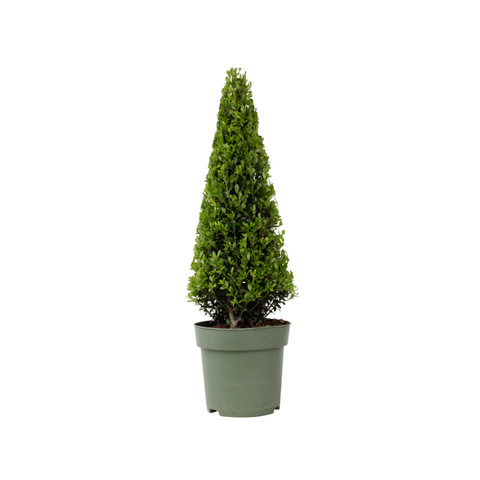 Acebo Crenata - Ilex Crenata 'jenny' - Altura 55-65cm - ⌀21cm_0