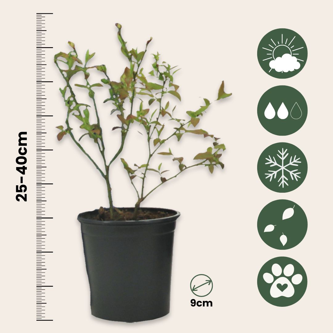 Mezcla De Superfrutas - 6 Pzs - Actinidia Vaccinium - Altura 25-40cm - ⌀9cm