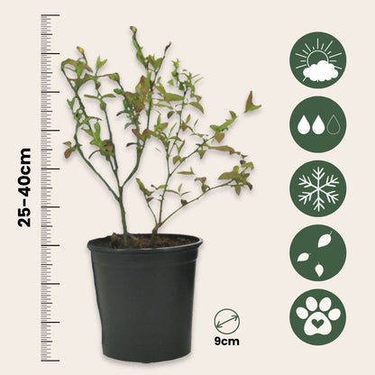 Mezcla De Superfrutas - 3 Pzs - Actinidia Vaccinium - Altura 25-40cm - ⌀9cm_2