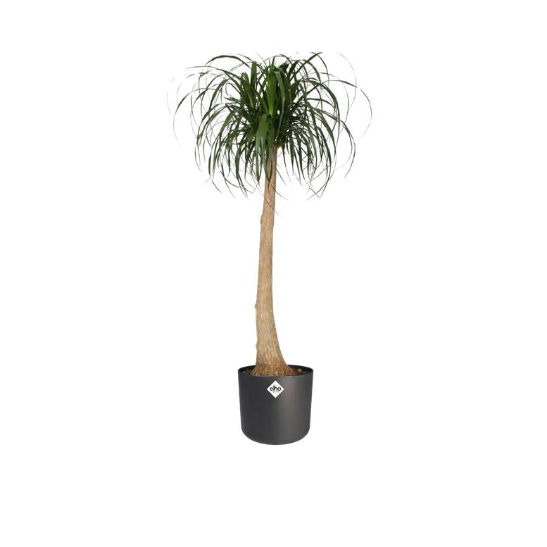 Macetero B.for Soft Round Elho Antracita 35 cm