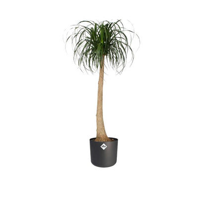 Macetero B.for Soft Round Elho Antracita 35 cm
