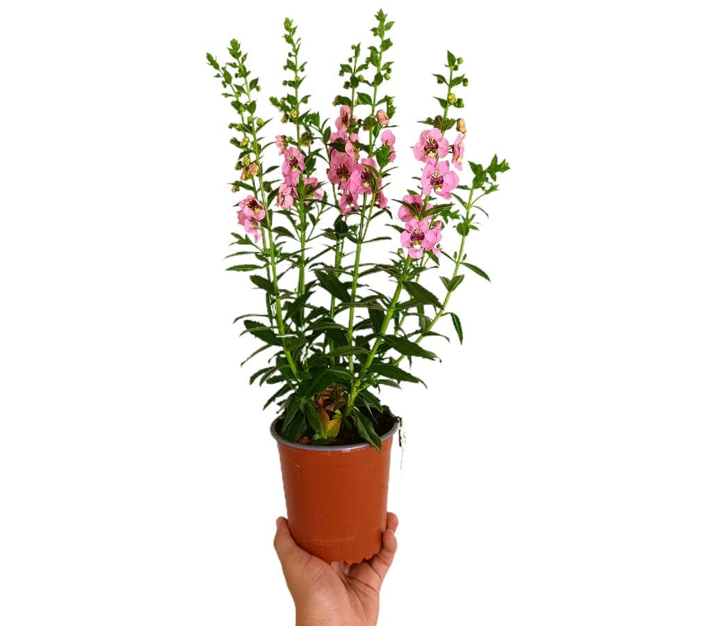 Angelonia Angustifolia M13_0